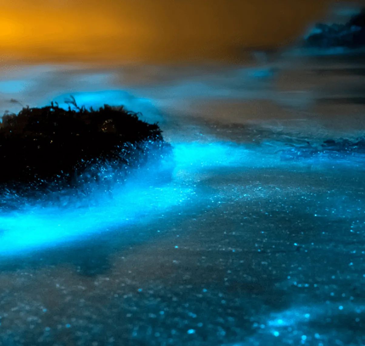 Bioluminescent-Bay_02