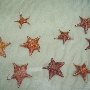 Starfish Point
