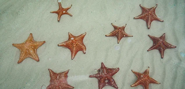 Starfish Point