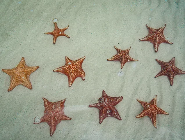 Starfish Point