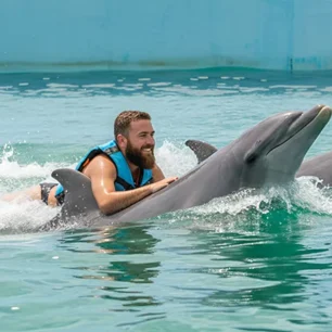 Dolphin Discovery