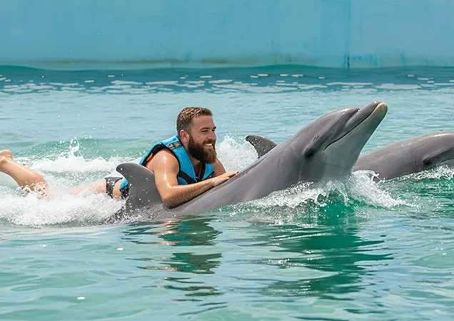 Dolphin Discovery