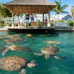 Cayman Turtle Center