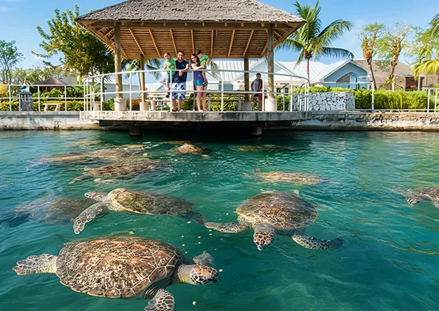 Cayman Turtle Center